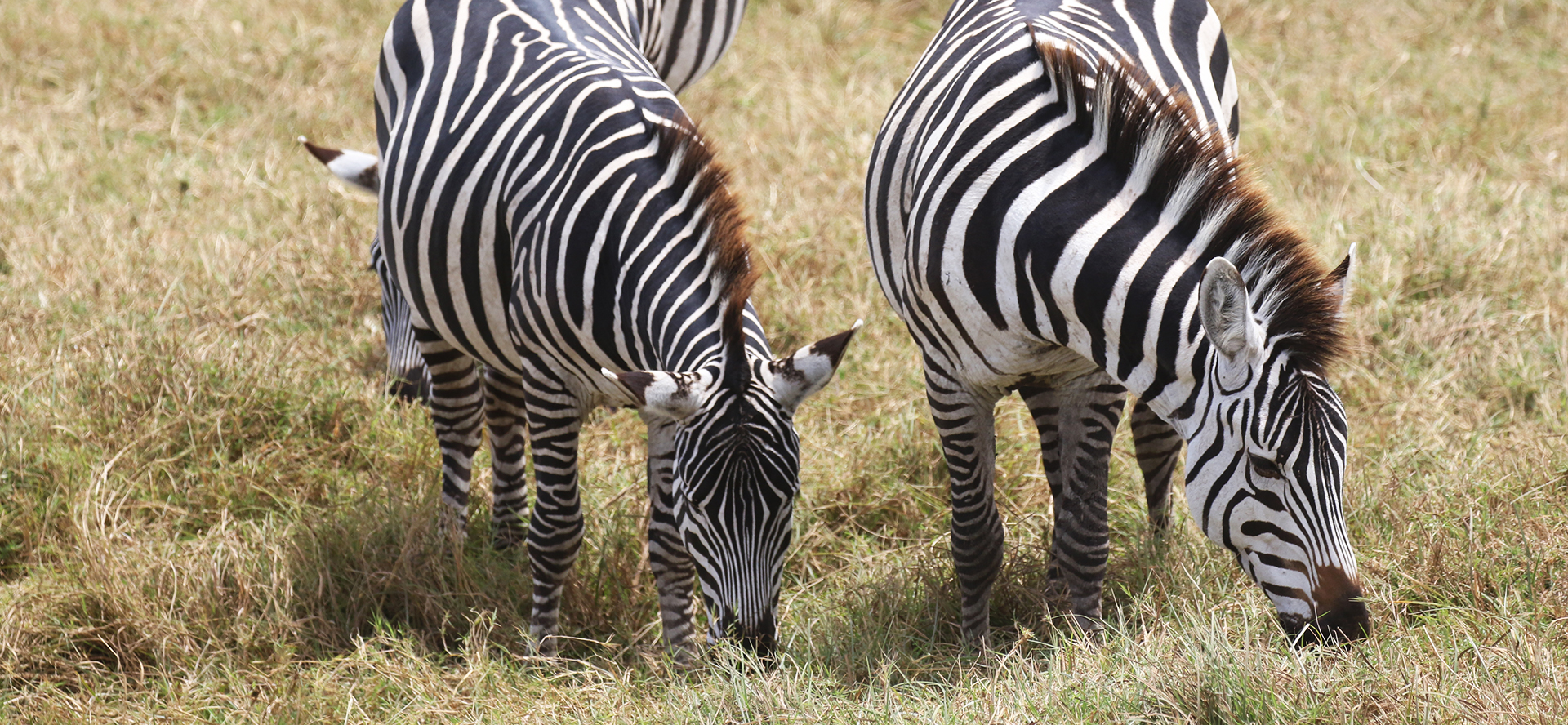 zebras eating in Ngorongoro Conservation Area