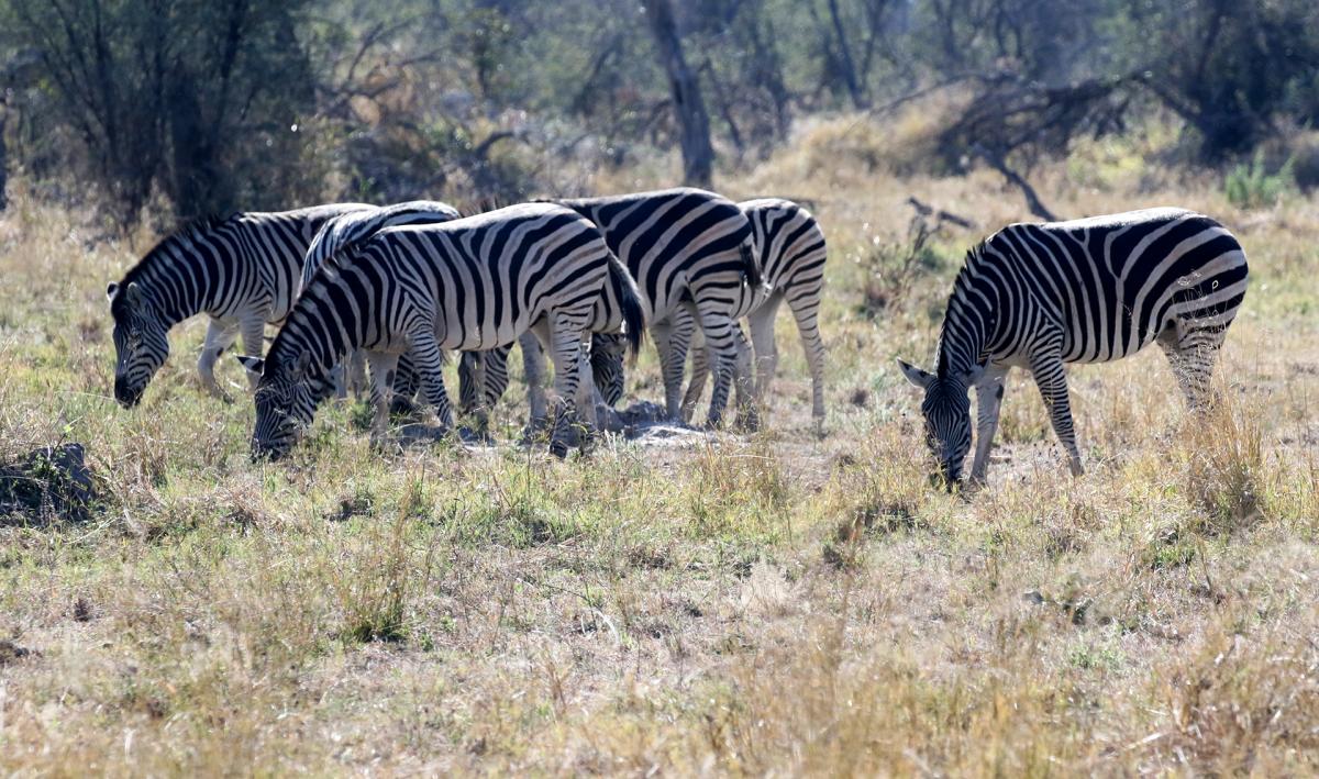 moremi botswana exploringafrica safariadv romina facchi elephant safari gamedrive travel