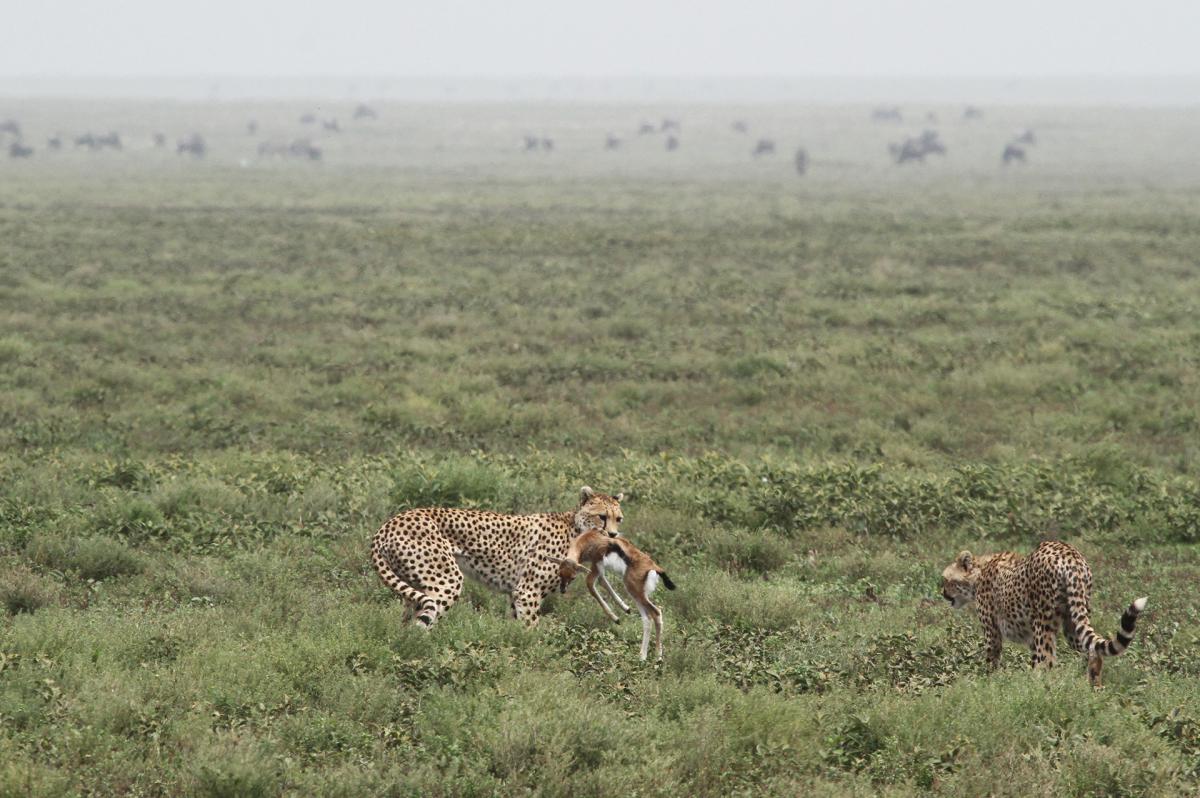 tanzania lion exploringafrica safariadv travel romina facchi safari serengeti