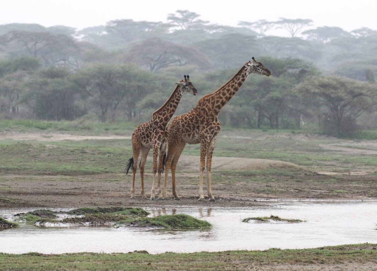 tanzania lion exploringafrica safariadv travel romina facchi safari serengeti