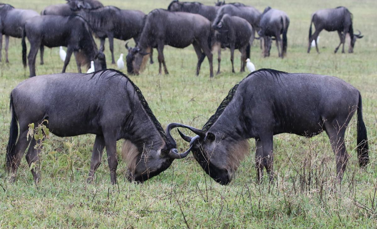 tanzania ngorongoro exploringafrica safariadv romina facchi travel