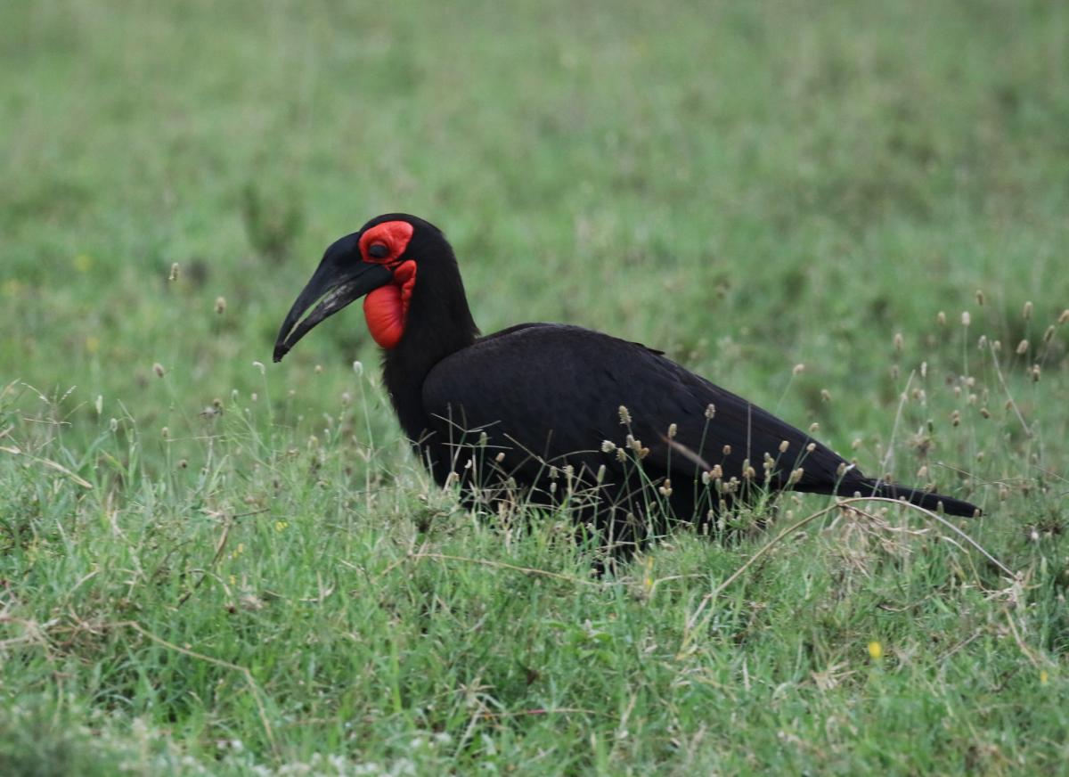 tanzania ngorongoro serengeti tarangire manyara exploringafrica safariadv romina facchi travel safari