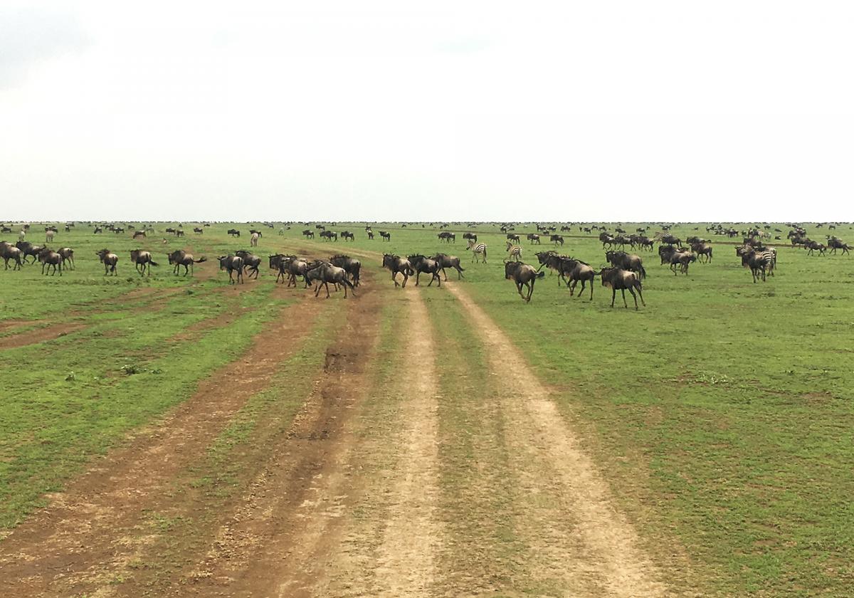 tanzania exploringafrica safariadv romina facchi travel serengeti migration