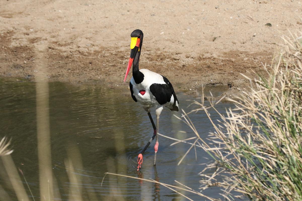 south africa sudafrica exploringafrica safariadv kruger lion safari travel