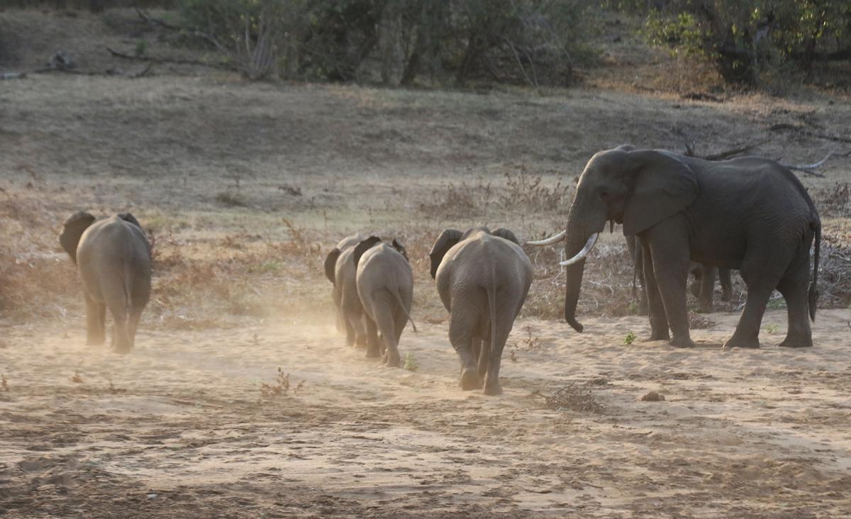 south africa sudafrica exploringafrica safariadv kruger jackal safari travel