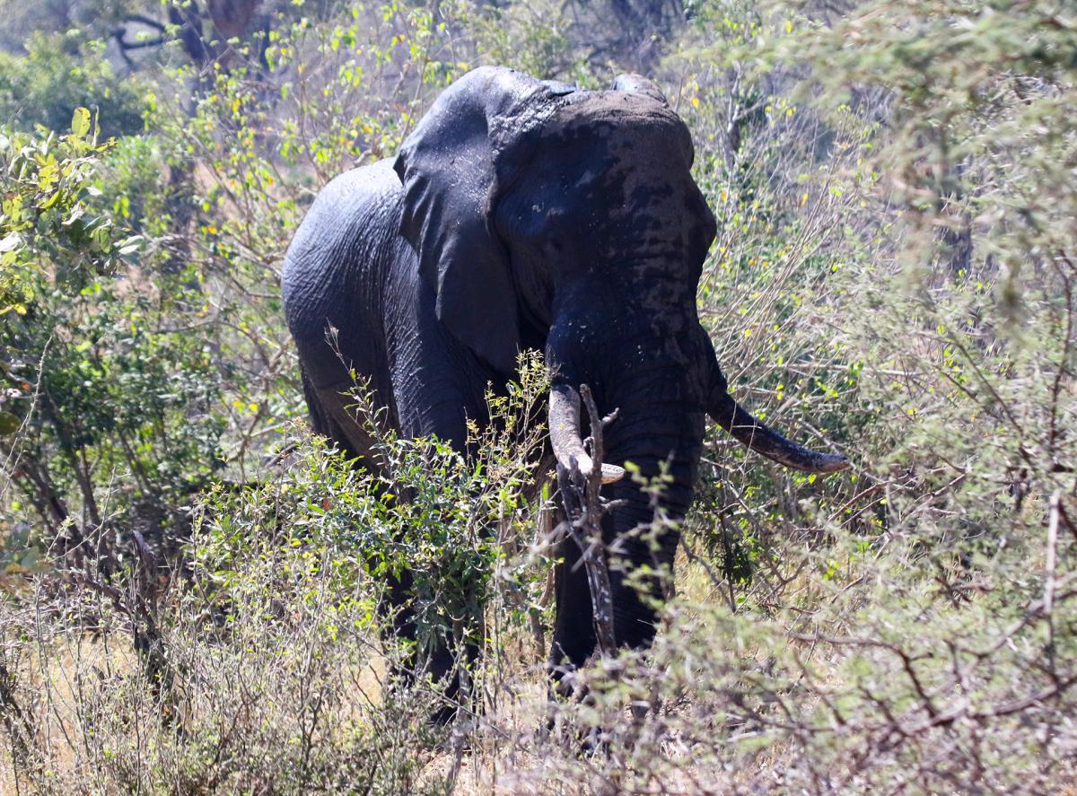 south africa sudafrica exploringafrica safariadv kruger lion safari travel