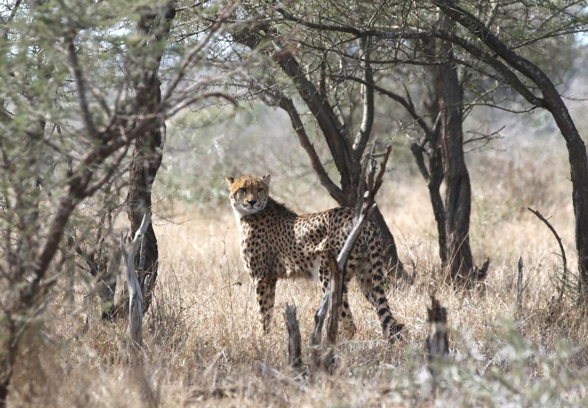 south africa sudafrica exploringafrica safariadv kruger cheetah safari travel