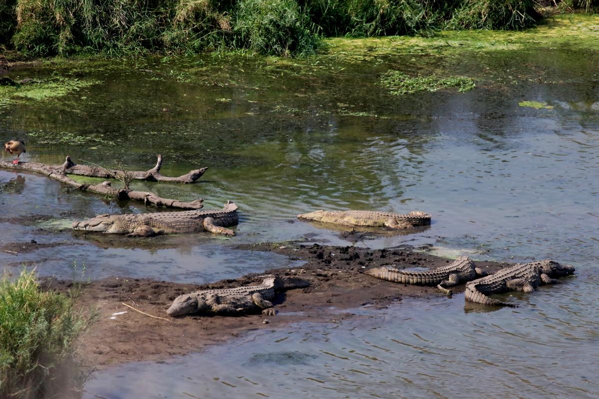south africa sudafrica exploringafrica safariadv kruger vulture safari travel