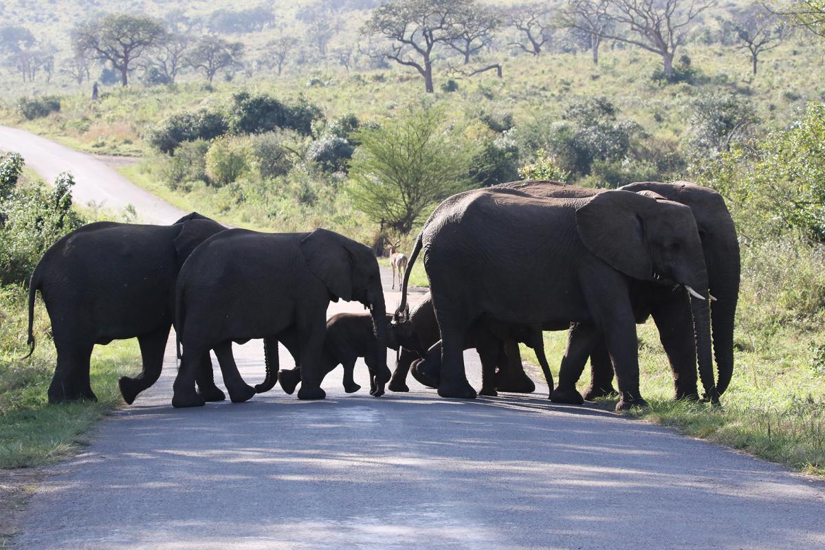 south africa sudafrica exploringafrica safariadv Hluhluwe-iMfolozi safari travel