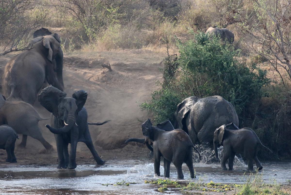 south africa sudafrica exploringafrica safariadv kruger vulture safari travel