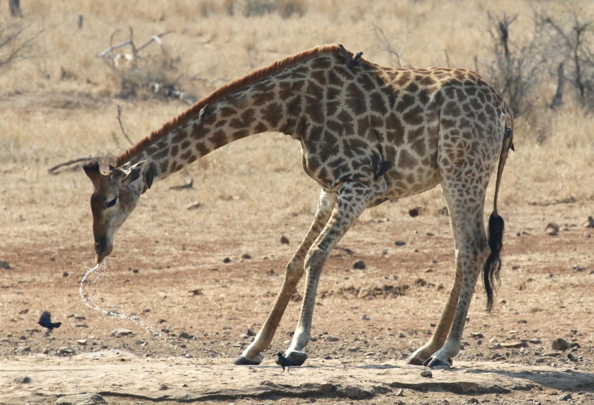 south africa sudafrica exploringafrica safariadv kruger lion safari travel