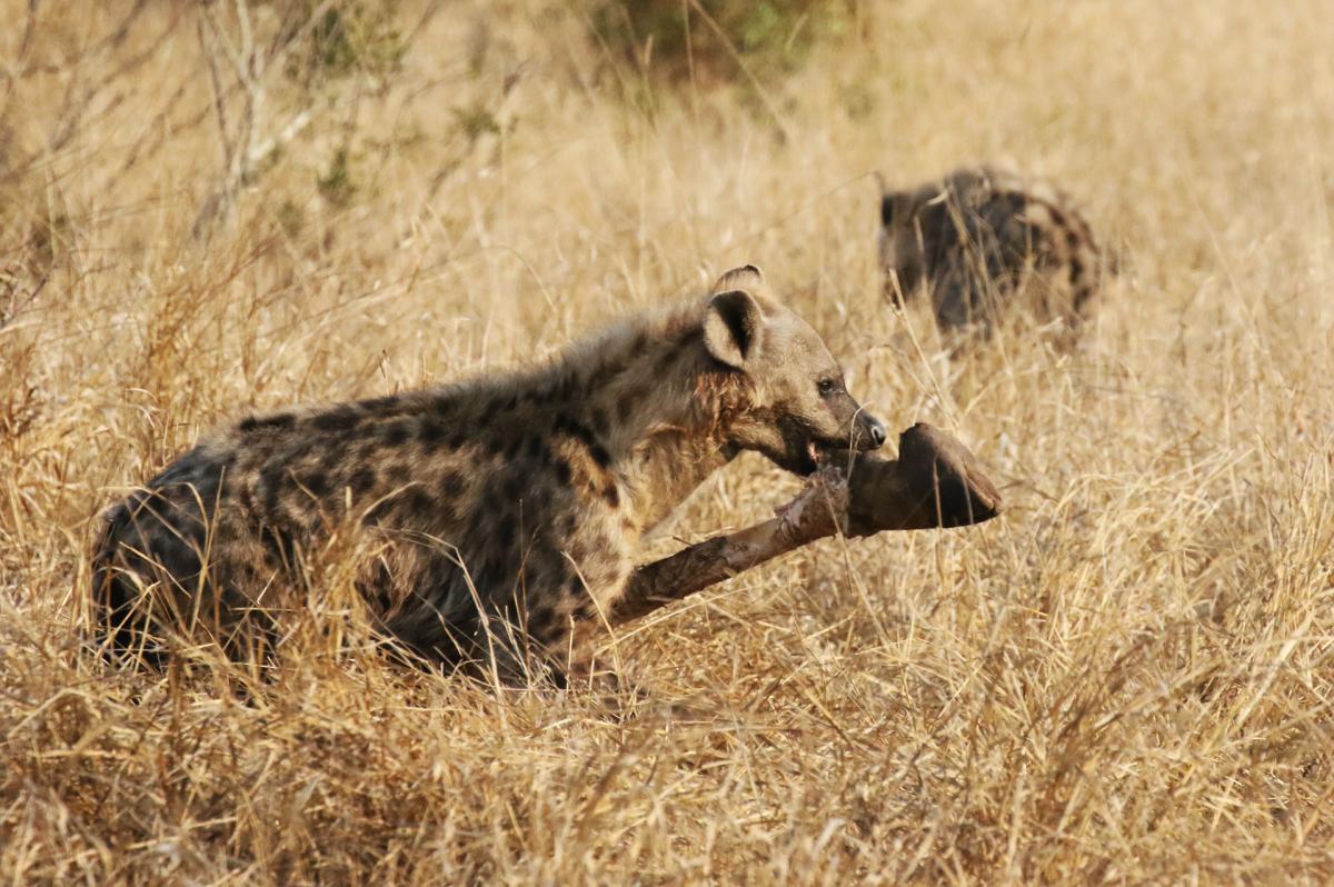 south africa sudafrica exploringafrica safariadv kruger vulture safari travel