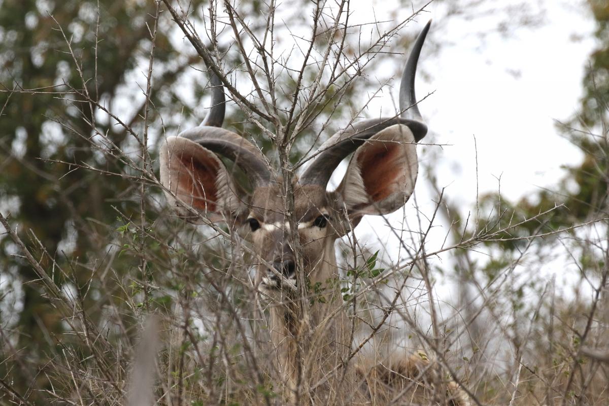 Hlane Royal National Park swaziland exploringafrica safariadv