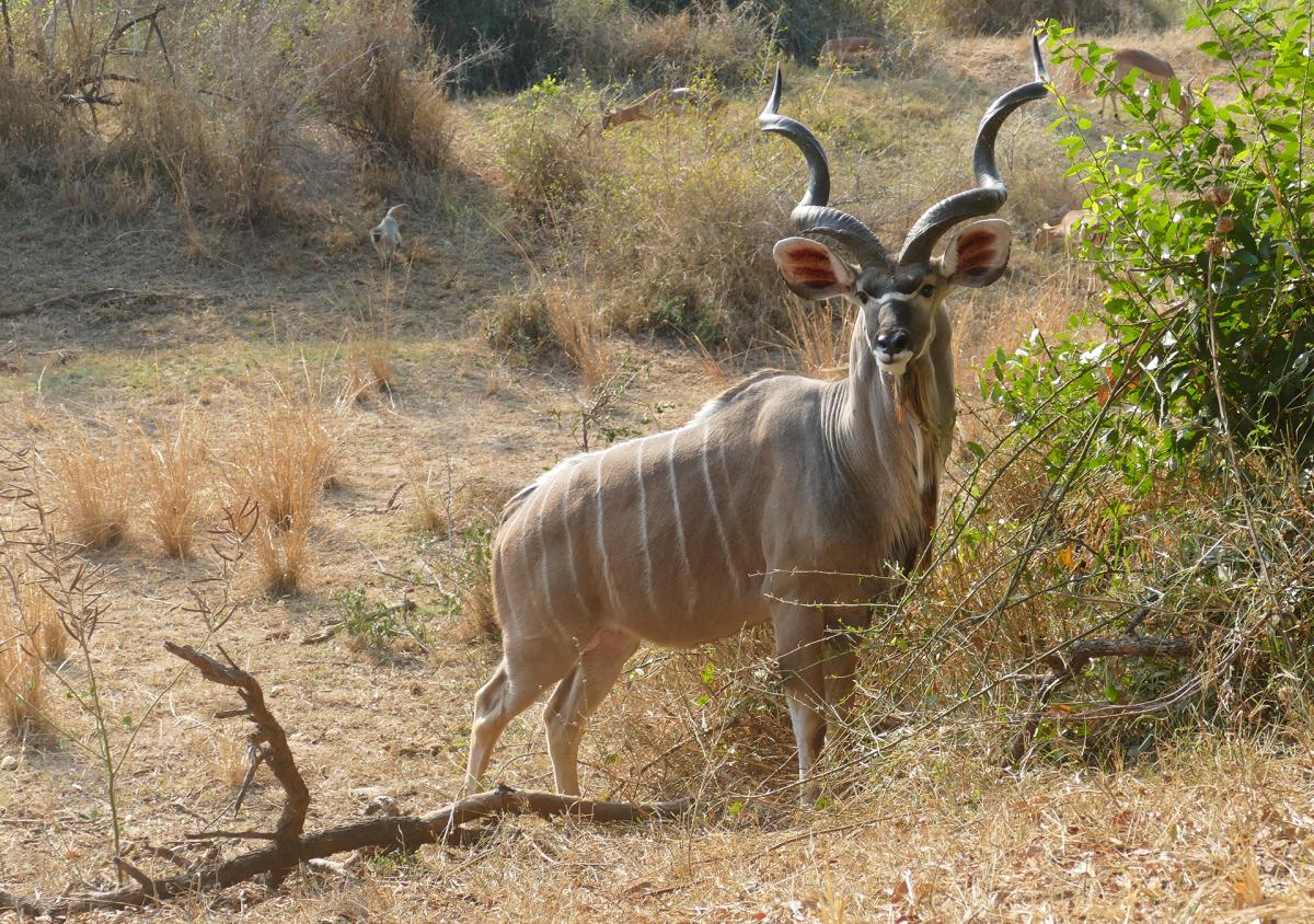 south africa sudafrica exploringafrica safariadv kruger vulture safari travel