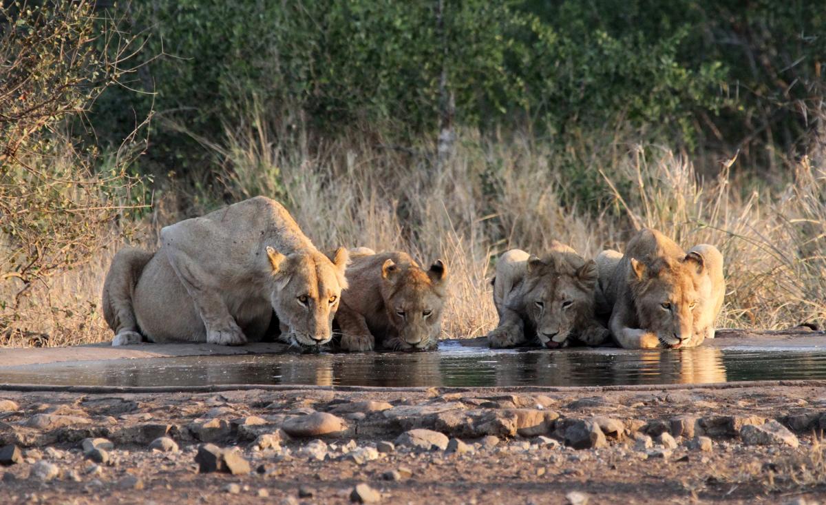 south africa sudafrica exploringafrica safariadv kruger lion safari travel