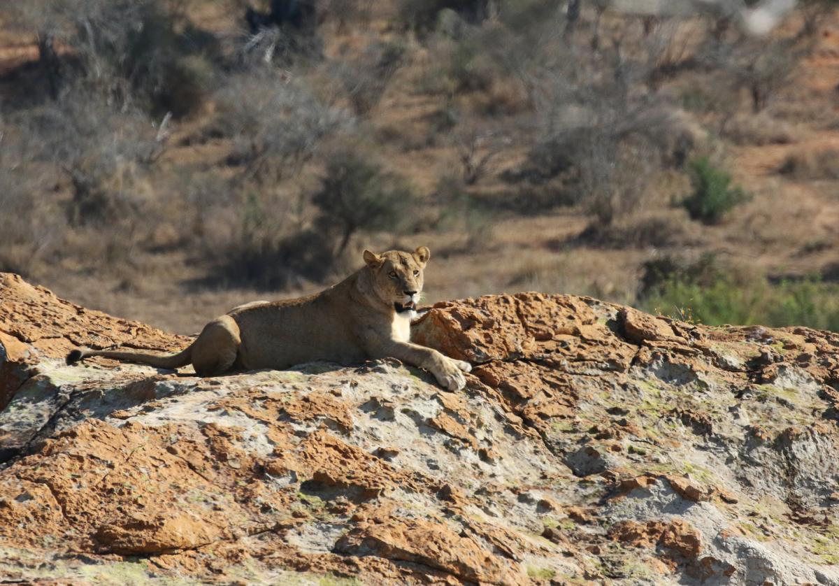 south africa sudafrica exploringafrica safariadv kruger hippo safari travel
