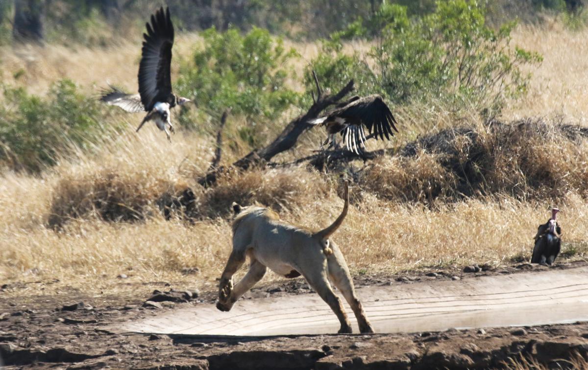 south africa sudafrica exploringafrica safariadv kruger lion safari travel