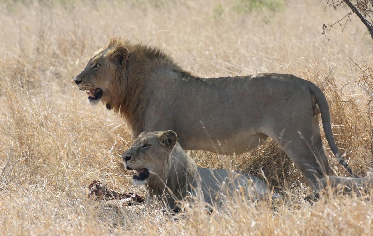 south africa sudafrica exploringafrica safariadv kruger lion safari travel