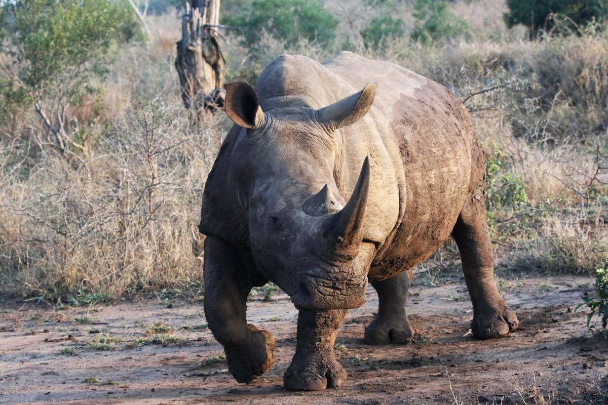 swaziland exploringafrica safariadv romina facchi travel safari africa
