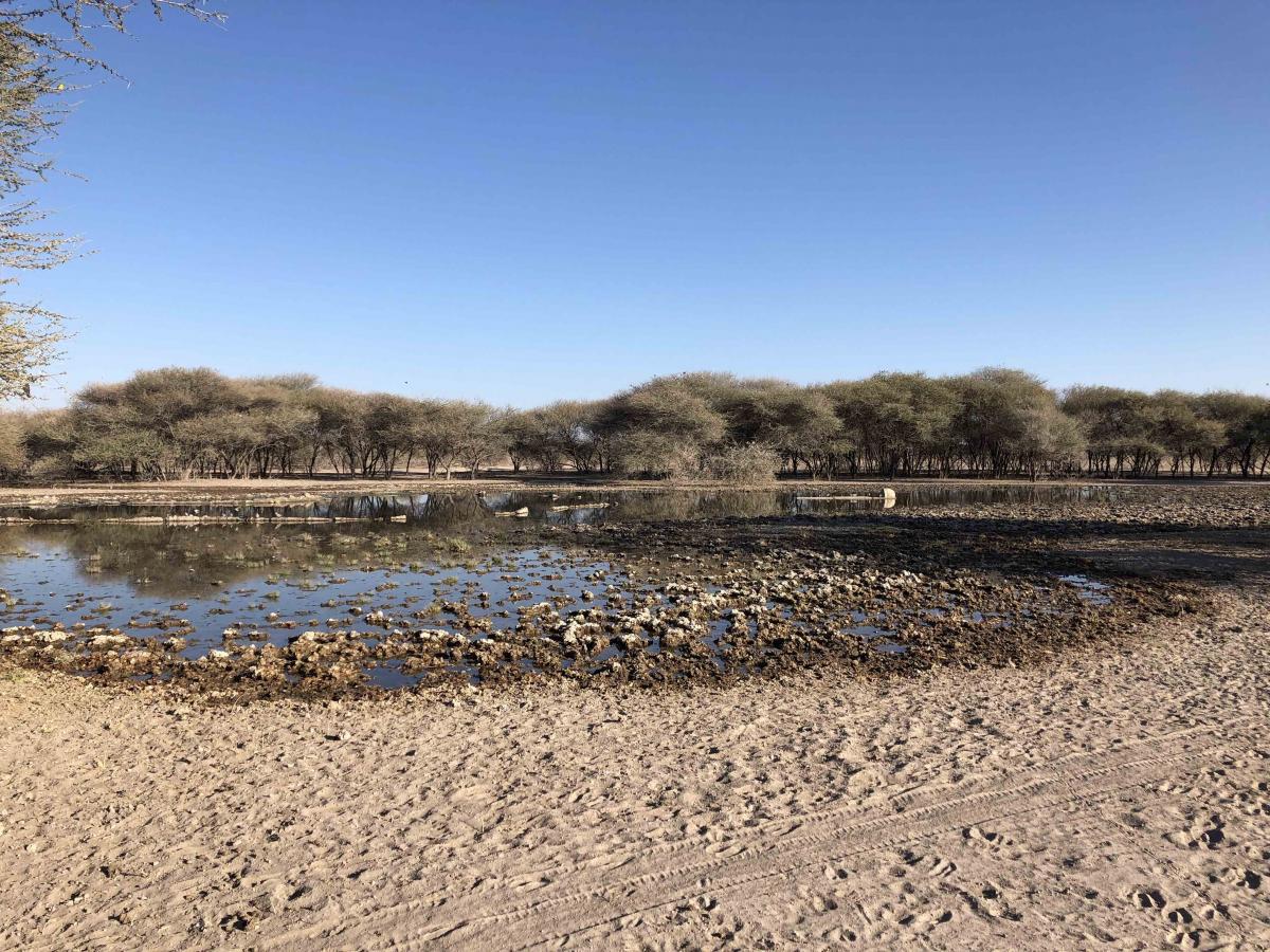 botswana kalahari exploringafrica safariadv