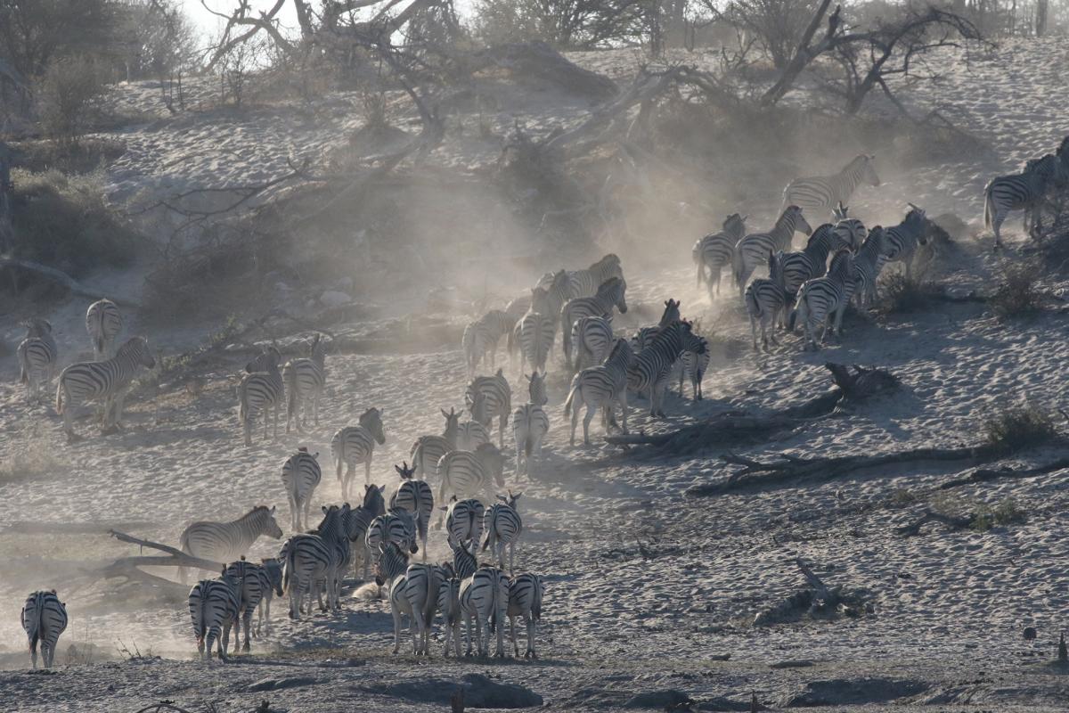 Makgadikgadi Pans National Park